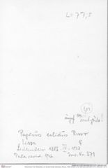 Historisches Foto (Rückseite) von Goniodromites bidentatus (Reuss, 1859) (NHMW-AFW-GEO-BACHMAYER-FOTO-1990-0041-0371)